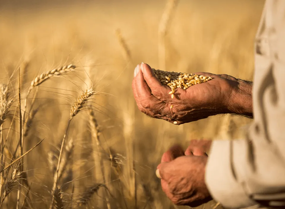 Experience Turkish Pasta with The Best Durum Wheat